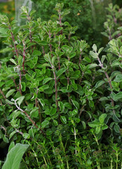 Green fresh sweet marjoram spicy herb sprouts