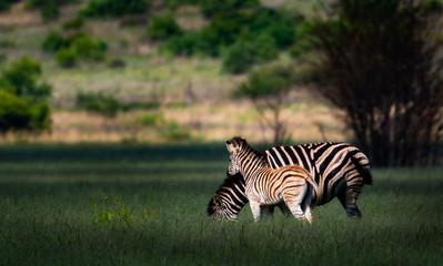 Mother and baby Zebra in golden hour light in Pretoria South Africa