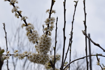 flowering tree branch