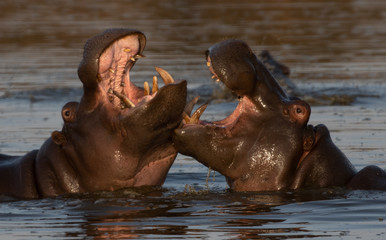 Two hippos interacting in the Kruger National Park South Africa