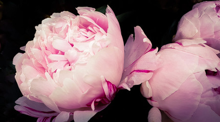 Pink peony petals floral flower closeup