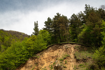 forest in the mountains