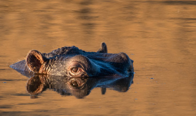 Hippo in golden hour light in the Kruger National Park South Africa