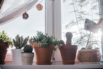 A windowsill with many flower pots