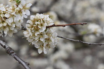 flowering tree branch