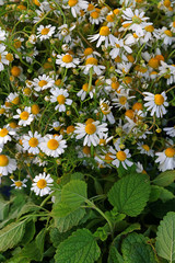 Close up background of chamomile flowers