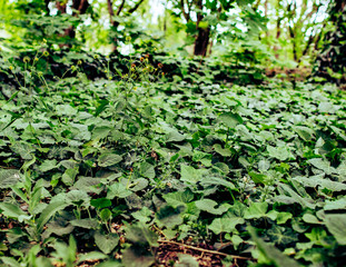 Little green meadow with ivy in the forest