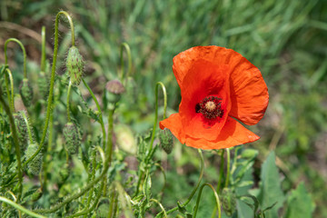 Red poppy in the field