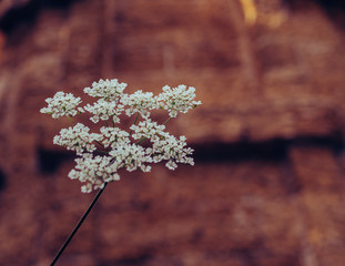 A branch of small wildflowers on a brown background