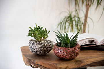 cactus and succulent on a table in the living-room 