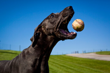 portrait of a dog catching a baseball in mid air