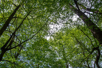 Fototapeta premium Trees in The Forest