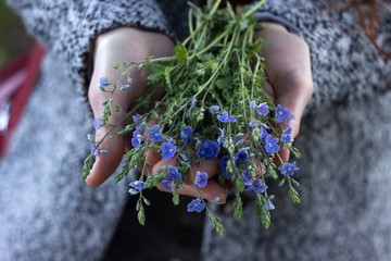 A young woman in a gray coat and yellow sweater holds blue spring flowers in her hands. Delicate flowers Veronica Filiformis in the hands