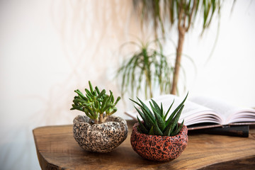 cactus and succulent on a table with books 