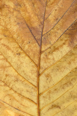 Beautiful texture of a yellow leaf of tree close up