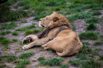 Asiatic lion (Panthera leo persica). A critically endangered species.