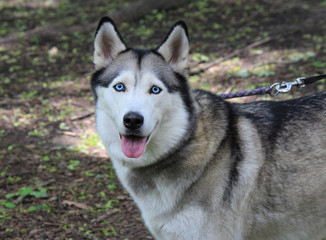 portrait of smart husky