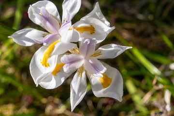 African white Iris natural flower