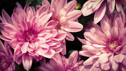 Obraz premium Beautiful pink flowers chrysanthemum flower heads
