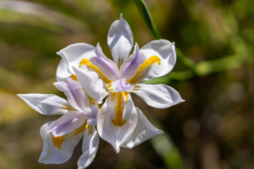 African white Iris natural flower