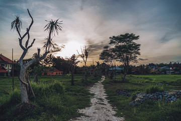 Grim field with trail, curved trees clouds and sunset