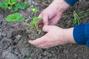Men's hands with strawberry plant planting in the soil bed. Close up