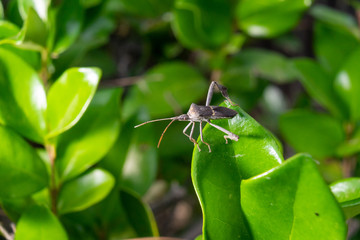 green praying mantis, Coreid bug, Squash bug