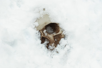 skull covered with snow and ice.  human skull. buried human remains. terrible find