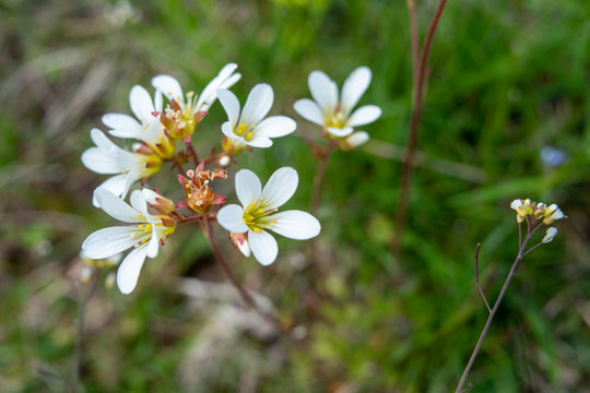 Meadow saxifrage flower (Saxifraga granulata), macro image of Beautiful White flower.