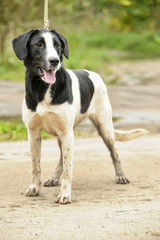 black and white spotted dog mestizo