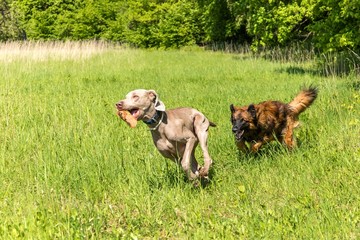 Happy dogs having fun in a meadow. Weimaraner and sheepdog are running on a green field. Healthy and happy dogs.