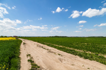 Fototapeta na wymiar Rural road in the field with blue sky