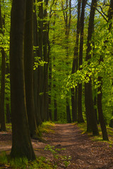 Obraz premium Forest landscape, trees, park, forest, greenery, view, nature