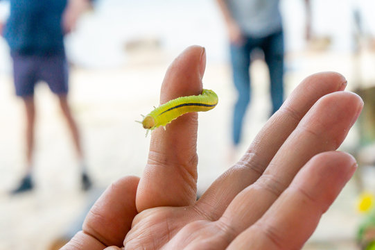 A large green caterpillar crawls on the finger of a male palm.