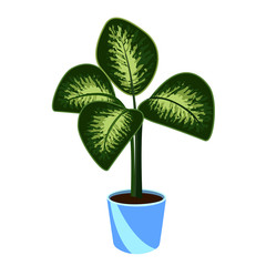 Dieffenbachia or dumbcane in the pot  isolated on white background vector illustration