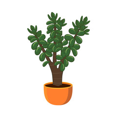 Houseplant Crassula ovata in a pot isolated on white background vector illustration