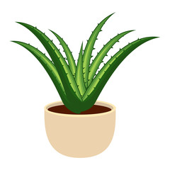 Aloe vera in the pot vector illustration isolated on white background vector illustration