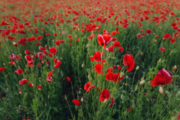 Field of red poppies in bright evening light