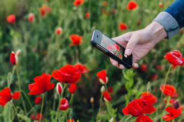Female hand with mobile phone take picture of poppies in the field. A lot of poppies flowers in smart phone