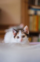 Young, few weeks old tricolor cute kitten. Female cat with white, brown and black fur. Adobrable and sweet eye little puss with protruding ears. Fluffy, playfull slim body home pet laying on blanket.