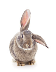 One gray rabbit.