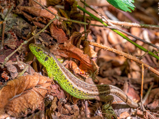 Eine Zaueneideche (Lacerta agilis) mit der für Männchen typischen grün, braunen Färbung auf einem Waldboden