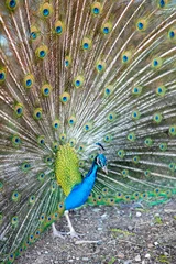 Fotobehang peacock with feathers © marguerite
