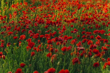 Fototapeta premium Field of red poppies in bright evening light
