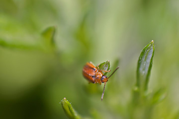 Orange leaf beetle on leaf