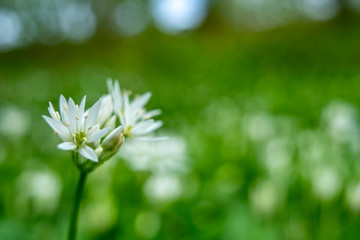 Ramsons flower (Allium ursinum), a Beautiful Springtime flower covering forestbed (also known as buckrams, wild garlic, broad-leaved garlic, wood garlic or bear's garlic).