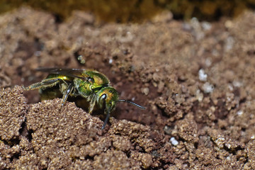 A sweat bee on wood