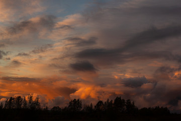 Fototapeta premium sunset in the forest