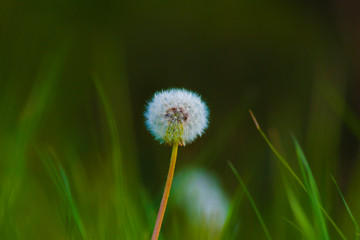 Dandelion dandelion, Sonchus, sow thistles hare thistles or hare lettuces, white shuttlecocks in the grass, macro, bokeh, spring