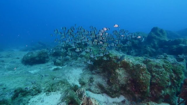 group of fish sea breams underwater  swimming ovean scenery of fish slow